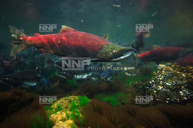 ベニザケ / ≪写真素材・ストックフォト≫ NNP PHOTO LIBRARY