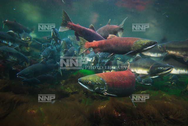 ベニザケ / ≪写真素材・ストックフォト≫ NNP PHOTO LIBRARY