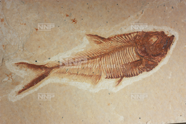 魚の化石 写真素材 ストックフォト Nnp Photo Library