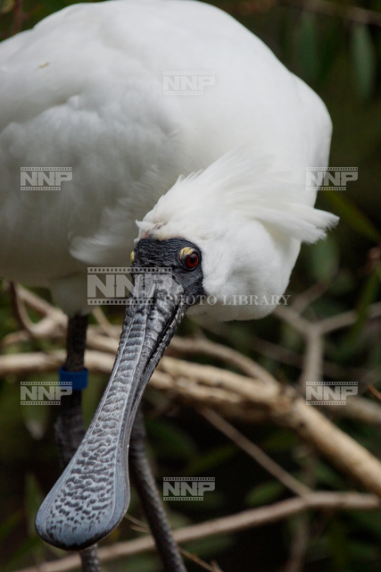 オーストラリアヘラサギ / ≪写真素材・ストックフォト≫ NNP PHOTO LIBRARY