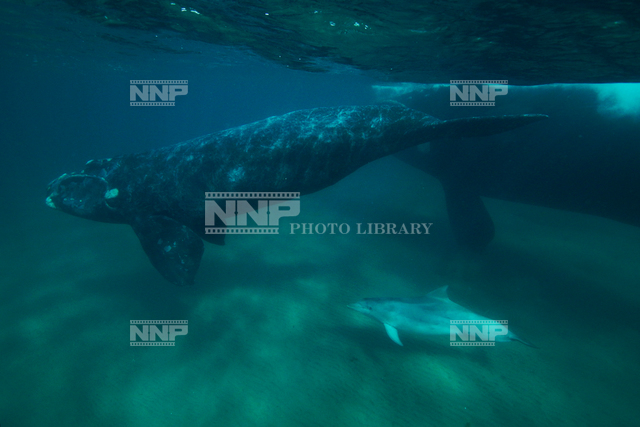 セミクジラ 水中 / ≪写真素材・ストックフォト≫ NNP PHOTO LIBRARY