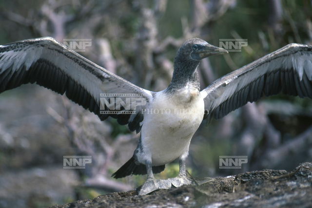 アオツラカツオドリ 写真素材 ストックフォト Nnp Photo Library