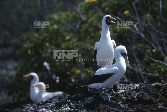 アオツラカツオドリ 写真素材 ストックフォト Nnp Photo Library