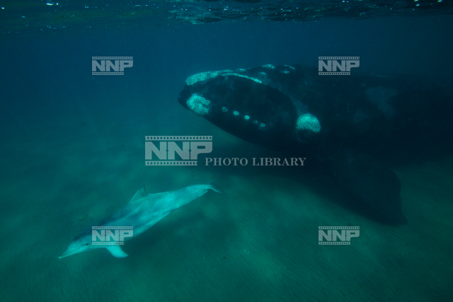 ミナミセミクジラ / ≪写真素材・ストックフォト≫ NNP PHOTO LIBRARY