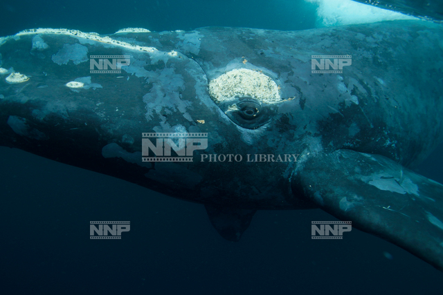 ミナミセミクジラ / ≪写真素材・ストックフォト≫ NNP PHOTO LIBRARY