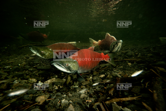 ベニザケ / ≪写真素材・ストックフォト≫ NNP PHOTO LIBRARY