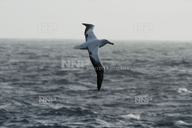 ワタリアホウドリ 写真素材 ストックフォト Nnp Photo Library