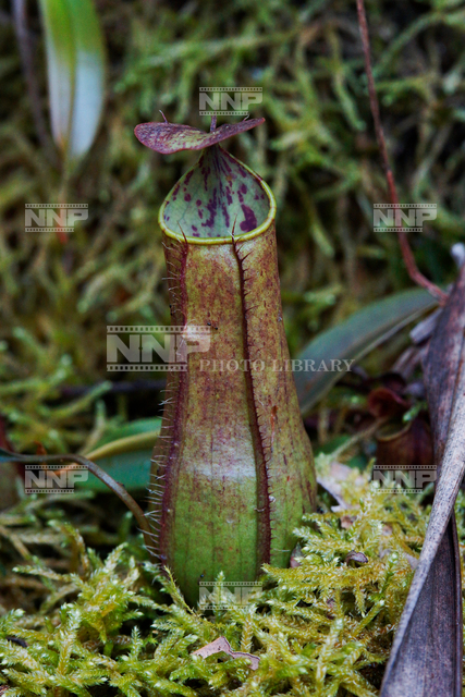 ウツボカズラ / ≪写真素材・ストックフォト≫ NNP PHOTO LIBRARY