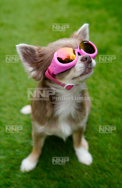 ロングコートチワワとサングラス
