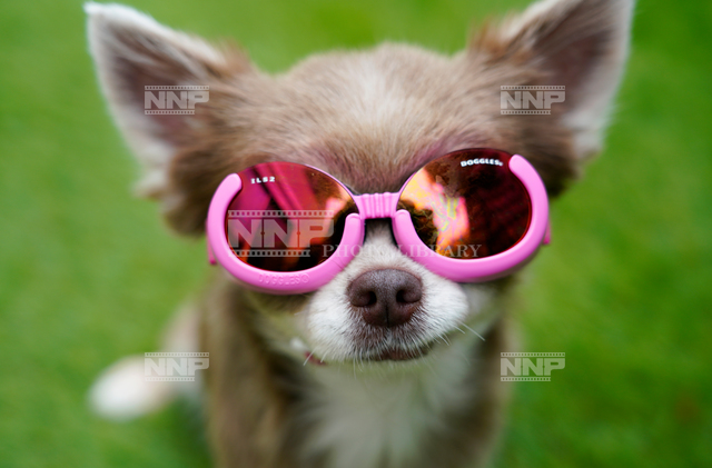 ロングコートチワワとサングラス