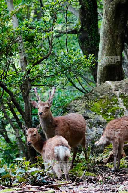 ヤクシカ