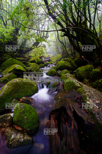 屋久島の森と渓流