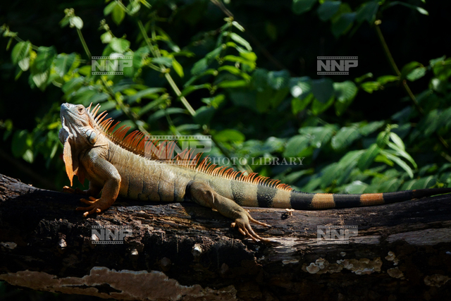 樹上のグリーンイグアナ