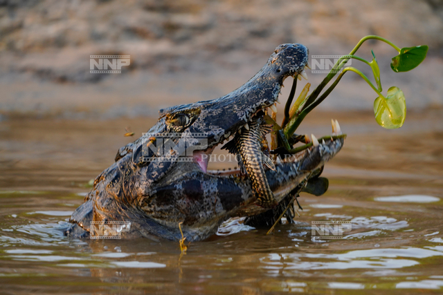 魚を捕食するカイマン