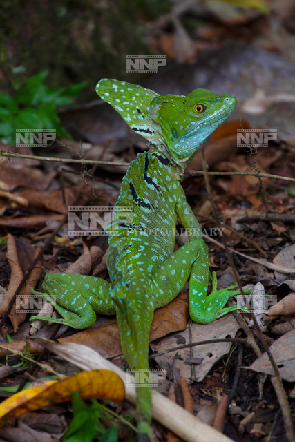 グリーンバシリスク