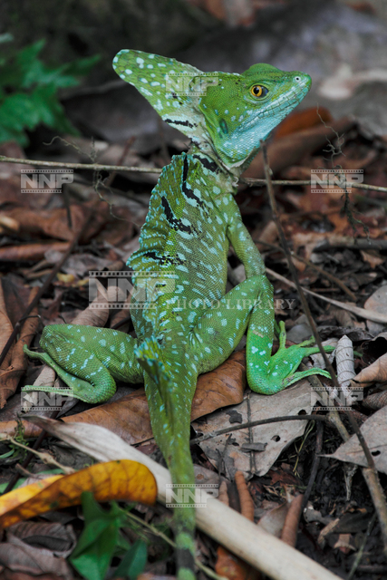 グリーンバシリスク