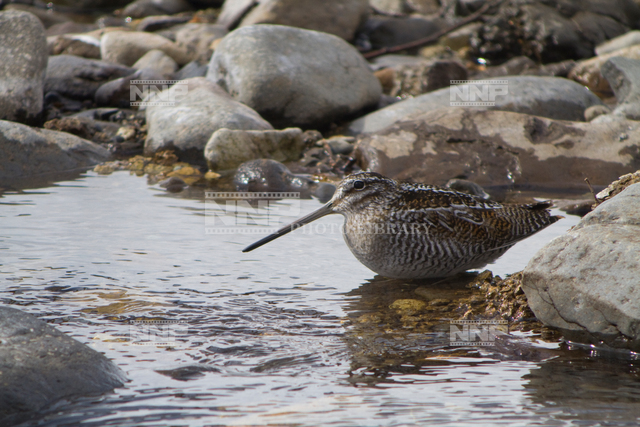 アオシギ / ≪写真素材・ストックフォト≫ NNP PHOTO LIBRARY