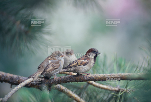 イエスズメ とヒナ 写真素材 ストックフォト Nnp Photo Library