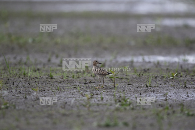 コモンシギ幼鳥 / ≪写真素材・ストックフォト≫ NNP PHOTO LIBRARY