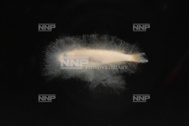 ミズカビの生えたヒメダカ No.1 / ≪写真素材・ストックフォト≫ NNP PHOTO LIBRARY