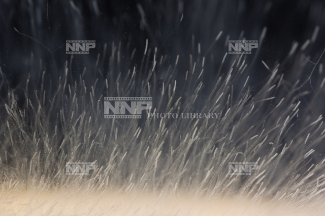 ヒメダカ No.1 に生えたミズカビ / ≪写真素材・ストックフォト≫ NNP PHOTO LIBRARY