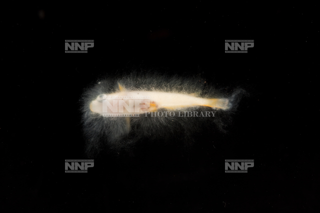 ミズカビの生えたヒメダカ No.4 / ≪写真素材・ストックフォト≫ NNP PHOTO LIBRARY