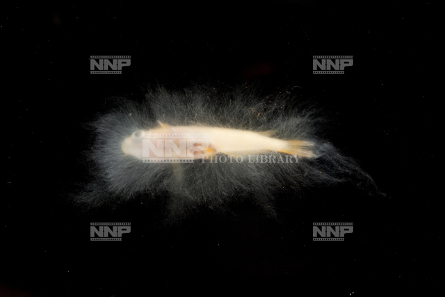 ミズカビの生えたヒメダカ No.4 / ≪写真素材・ストックフォト≫ NNP PHOTO LIBRARY