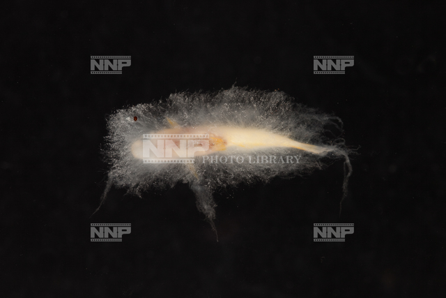 ミズカビの生えたヒメダカ No.4 / ≪写真素材・ストックフォト≫ NNP PHOTO LIBRARY