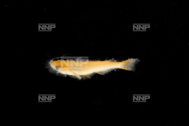 ミズカビの生えたヒメダカ No.5 / ≪写真素材・ストックフォト≫ NNP PHOTO LIBRARY