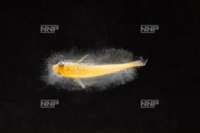 ミズカビの生えたヒメダカ No.5 / ≪写真素材・ストックフォト≫ NNP PHOTO LIBRARY