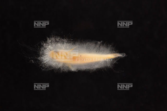 ミズカビの生えたヒメダカ No.5 / ≪写真素材・ストックフォト≫ NNP PHOTO LIBRARY