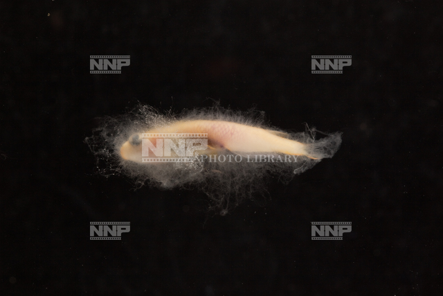 ミズカビの生えたヒメダカ No.6 / ≪写真素材・ストックフォト≫ NNP PHOTO LIBRARY