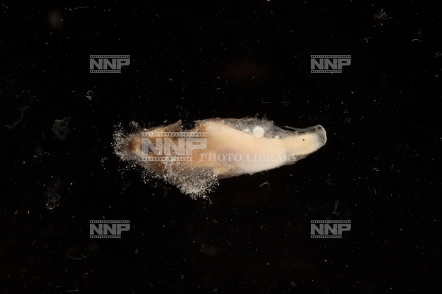ミズカビの生えたヒメダカ No.6 / ≪写真素材・ストックフォト≫ NNP PHOTO LIBRARY