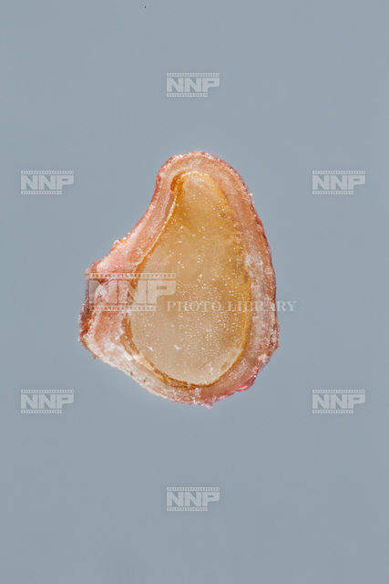 イチゴ 果実 痩果 断面 写真素材 ストックフォト Nnp Photo Library