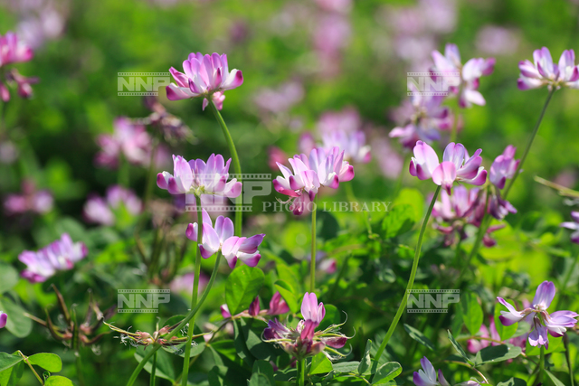 レンゲの花 / ≪写真素材・ストックフォト≫ NNP PHOTO LIBRARY