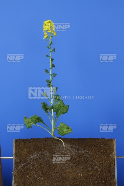アブラナ / ≪写真素材・ストックフォト≫ NNP PHOTO LIBRARY