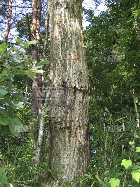 シロスジカミキリ産卵痕 写真素材 ストックフォト Nnp Photo Library