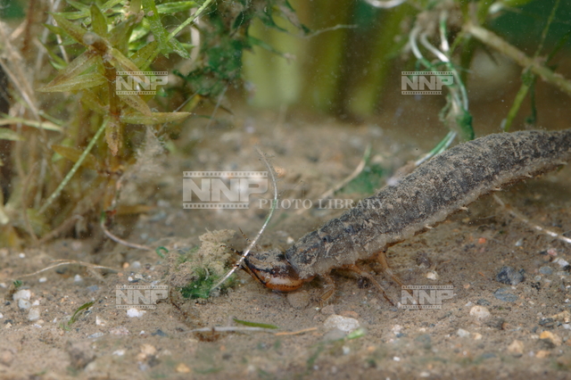 ガムシ幼虫 / ≪写真素材・ストックフォト≫ NNP PHOTO LIBRARY