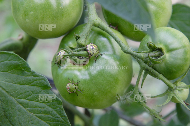 アオクサカメムシ幼虫 写真素材 ストックフォト Nnp Photo Library