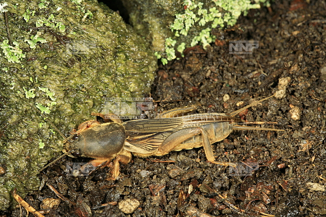 ケラ / ≪写真素材・ストックフォト≫ NNP PHOTO LIBRARY