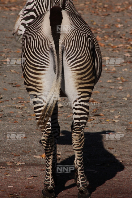 グレビーシマウマ / ≪写真素材・ストックフォト≫ NNP PHOTO LIBRARY