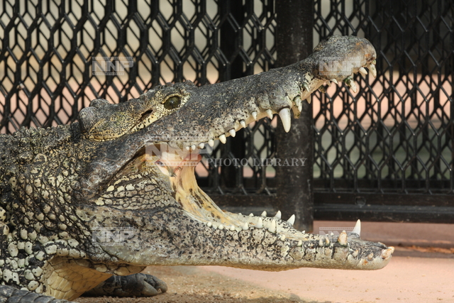 キューバワニ 写真素材 ストックフォト Nnp Photo Library