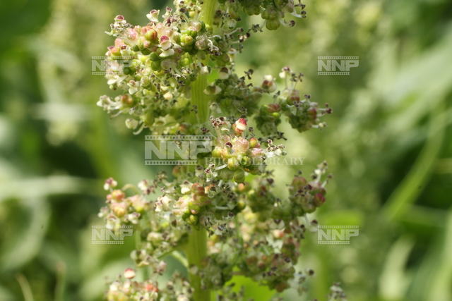 ホウレンソウ 写真素材 ストックフォト Nnp Photo Library