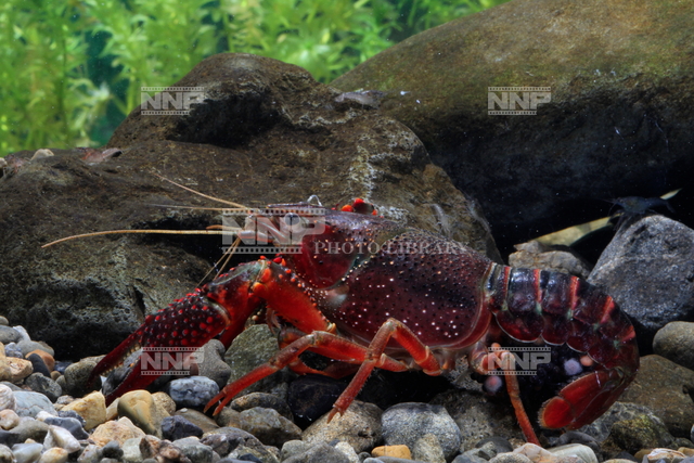 アメリカザリガニ 写真素材 ストックフォト Nnp Photo Library