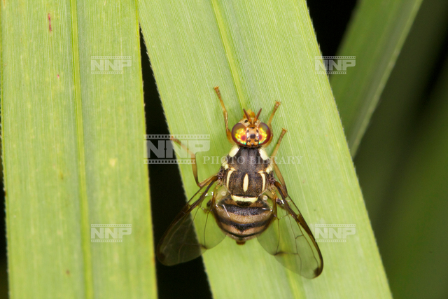 カボチャミバエ