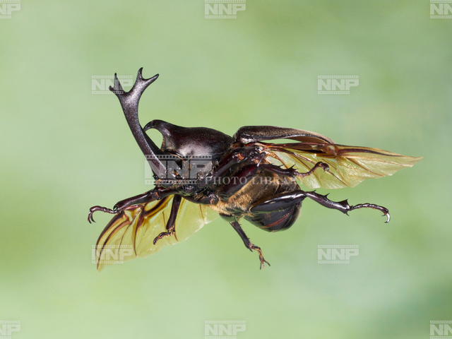 カブトムシ 飛翔横下から 背景単色 写真素材 ストックフォト Nnp Photo Library