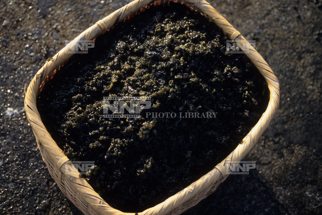 川茸 かわたけ 写真素材 ストックフォト Nnp Photo Library