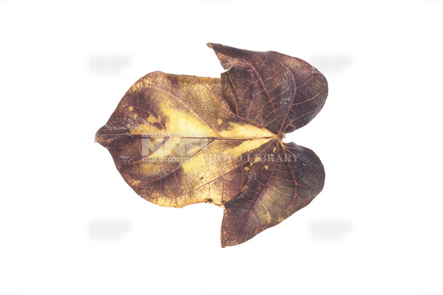 アサガオの葉 A アルミホイルを巻く 写真素材 ストックフォト Nnp Photo Library