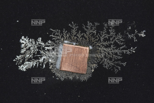 銀樹 / ≪写真素材・ストックフォト≫ NNP PHOTO LIBRARY