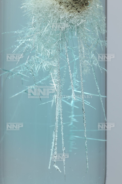 銀樹 / ≪写真素材・ストックフォト≫ NNP PHOTO LIBRARY